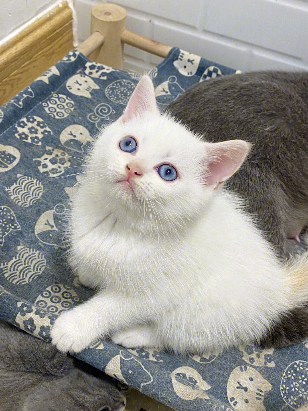 银点猫 眼睛变色图片