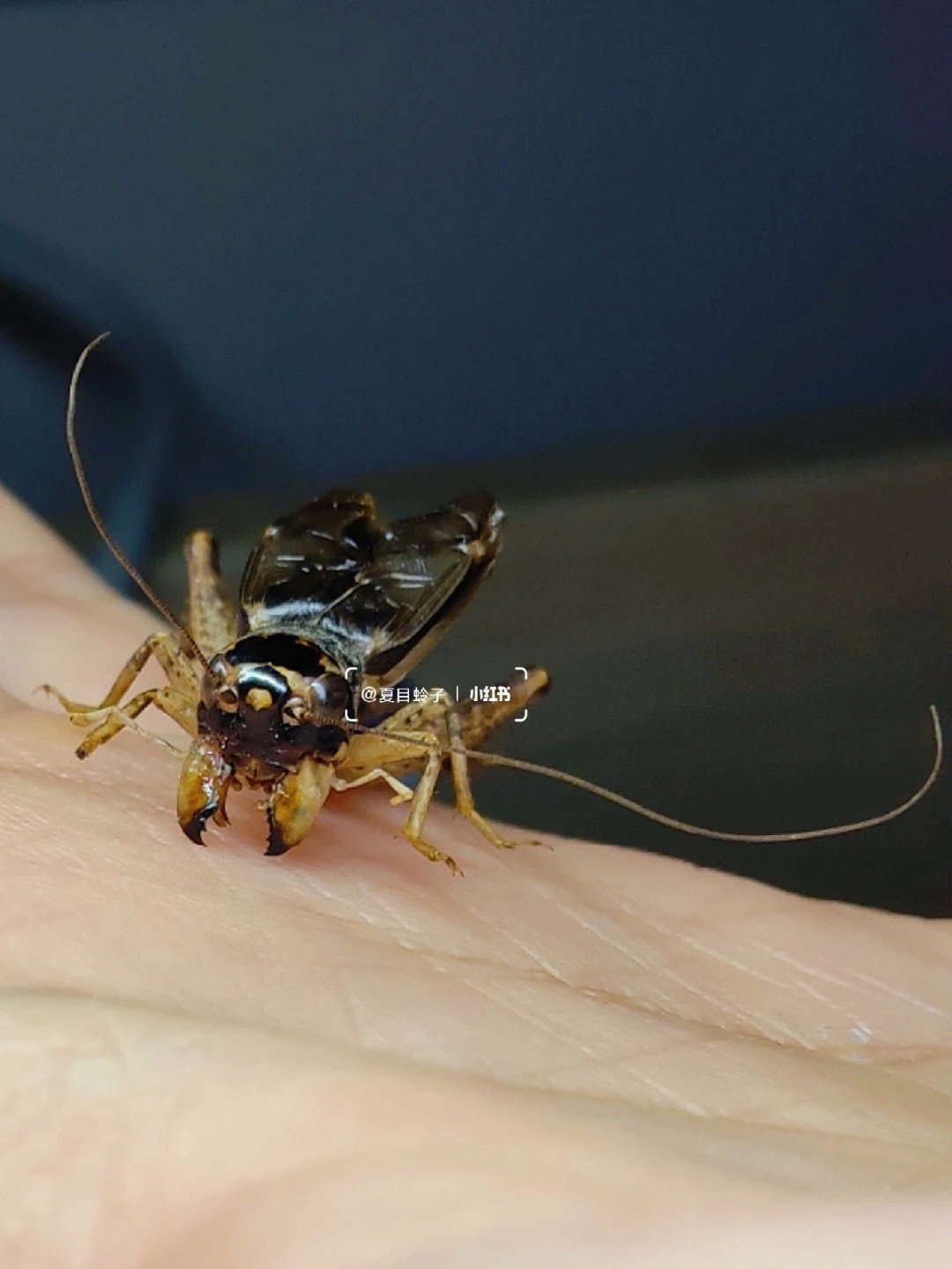 中华斗蟋,又名迷卡斗蟋(学名:velarifictorus micado)是直翅目蟋蟀科