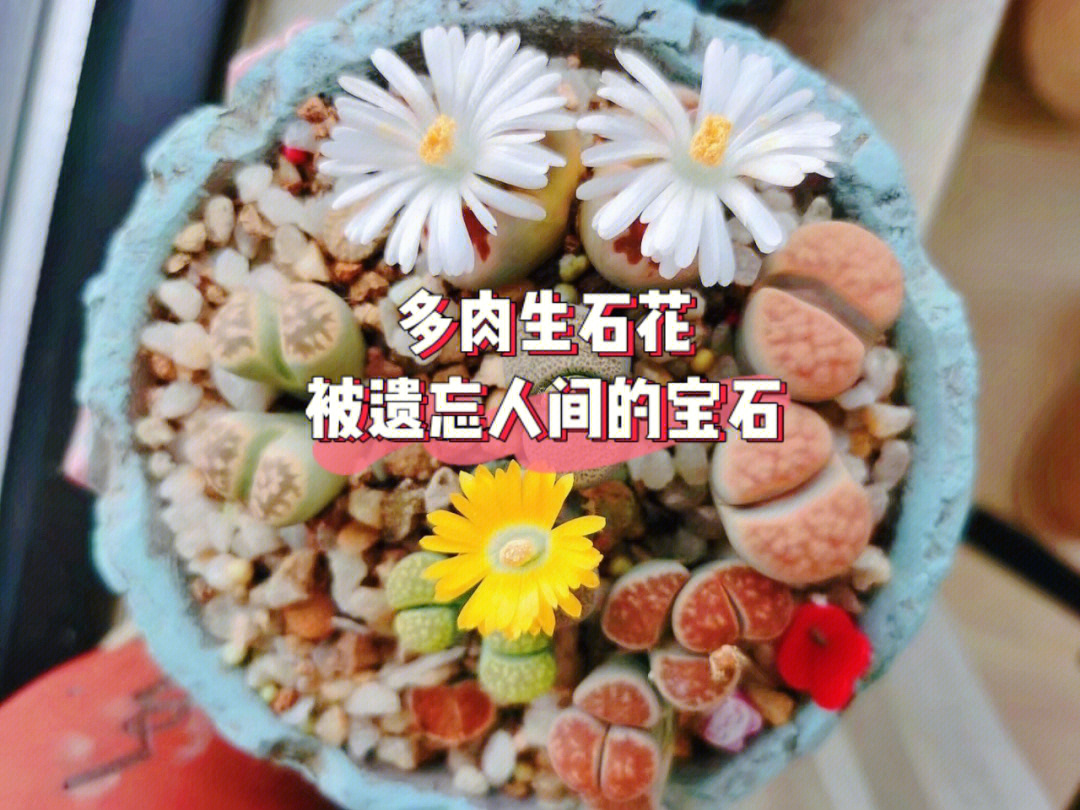 小石头们开花啦