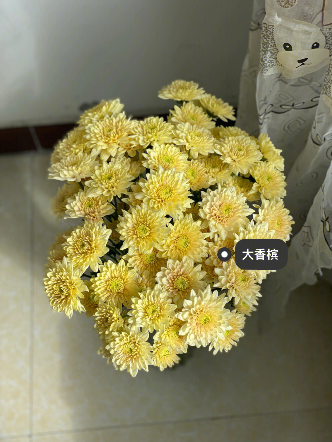 大香槟罗马假日旷野小菊