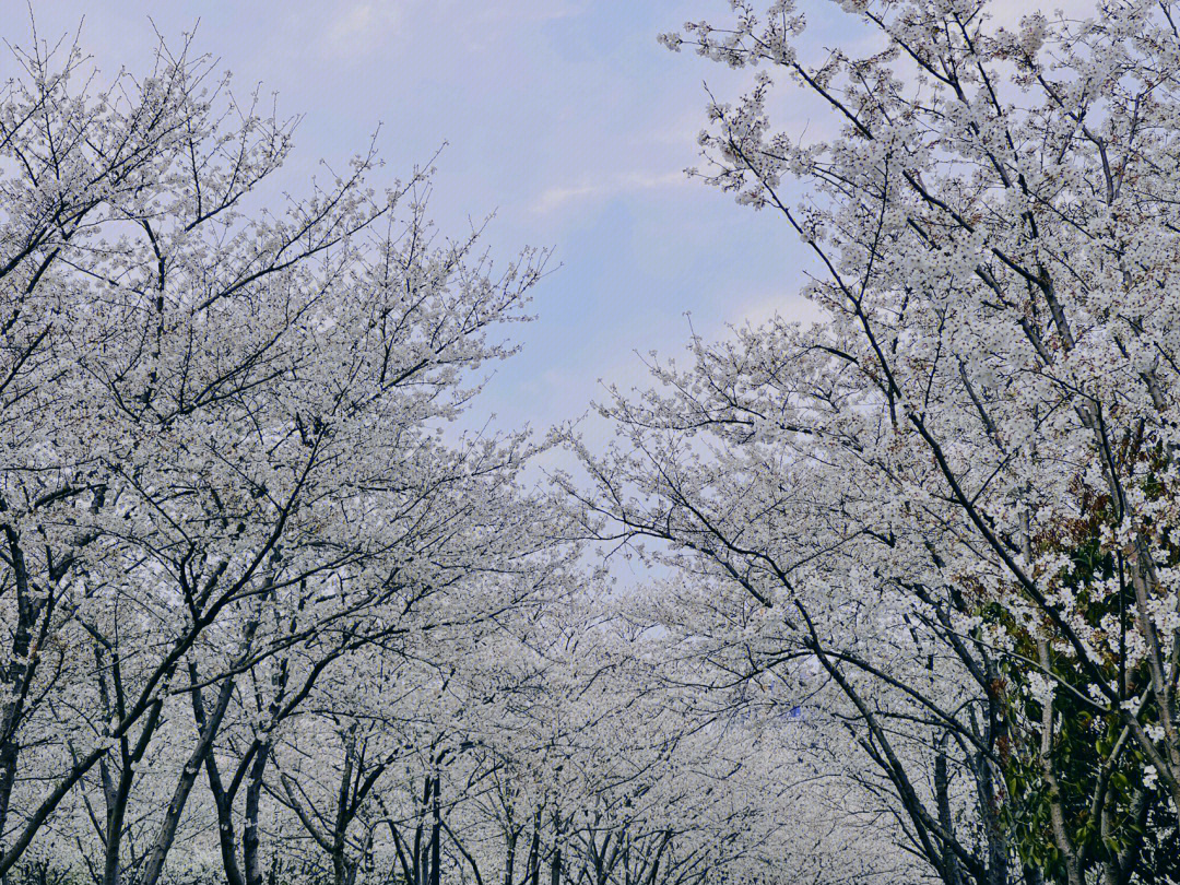 金匮公园樱花图片