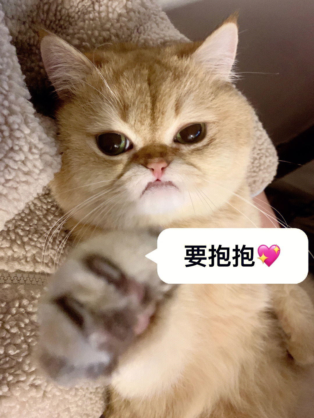 小猫咪要抱抱