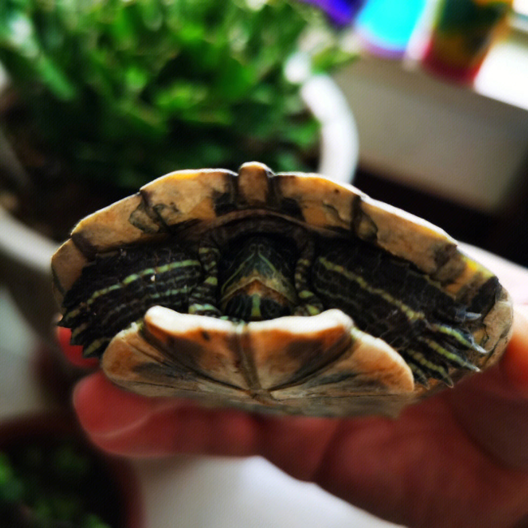 巴西彩龟脱壳图片