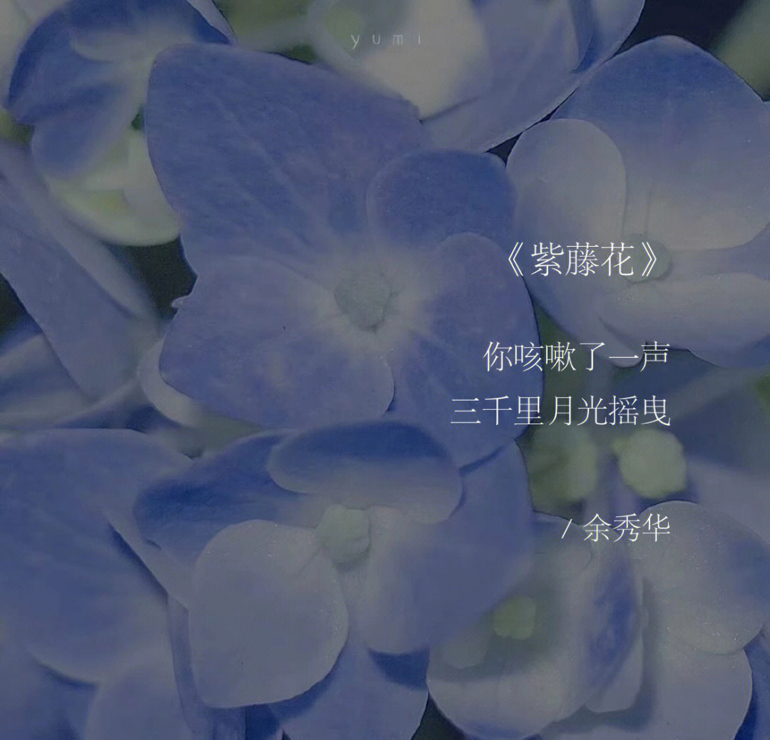 紫藤花现代诗图片