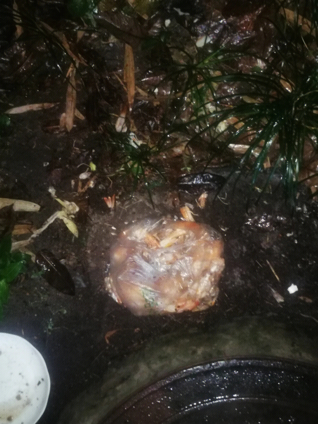 猫妈妈垃圾桶里捡了一袋虾壳