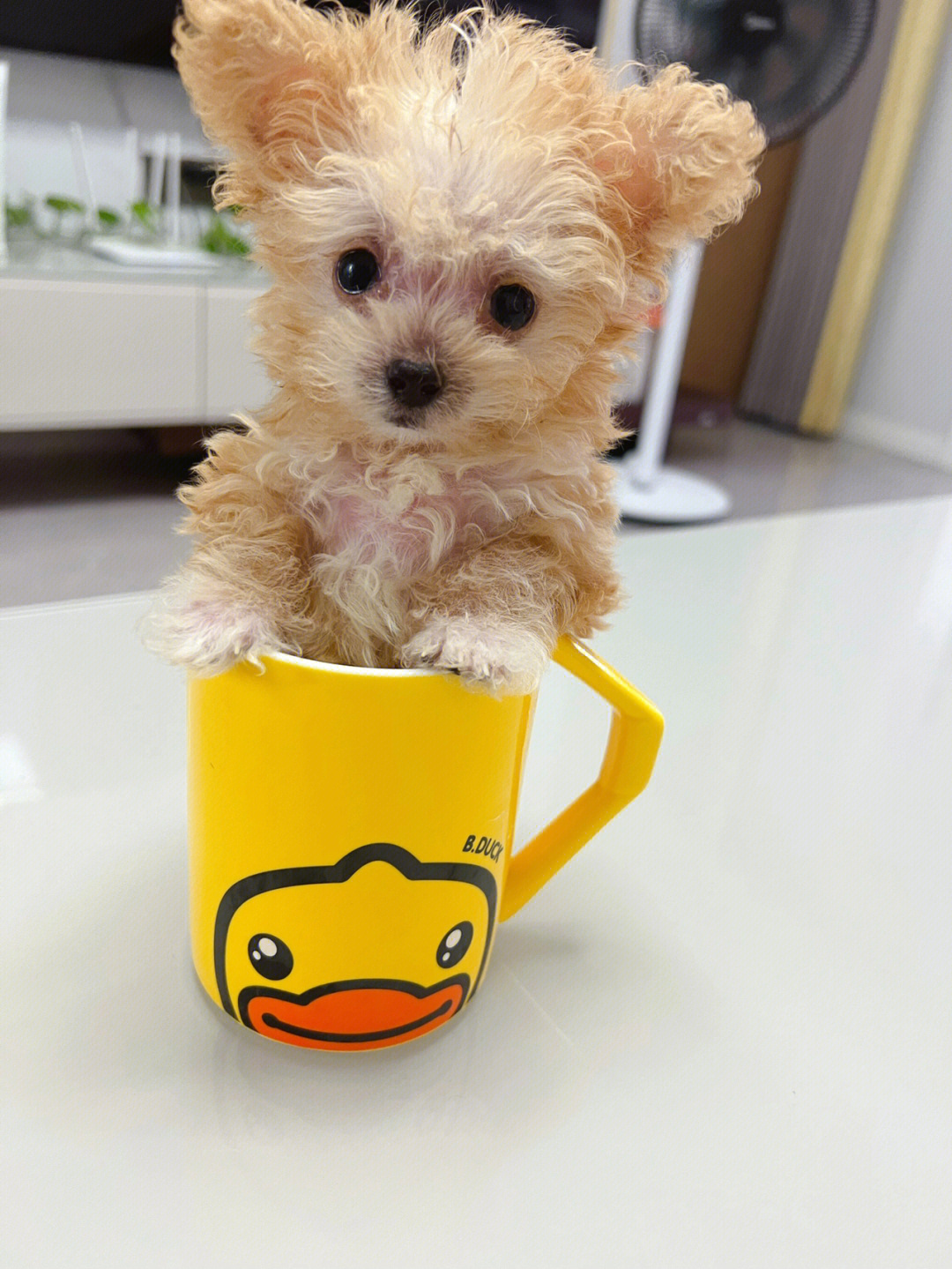 茶杯犬生宝宝蝴蝶结图片