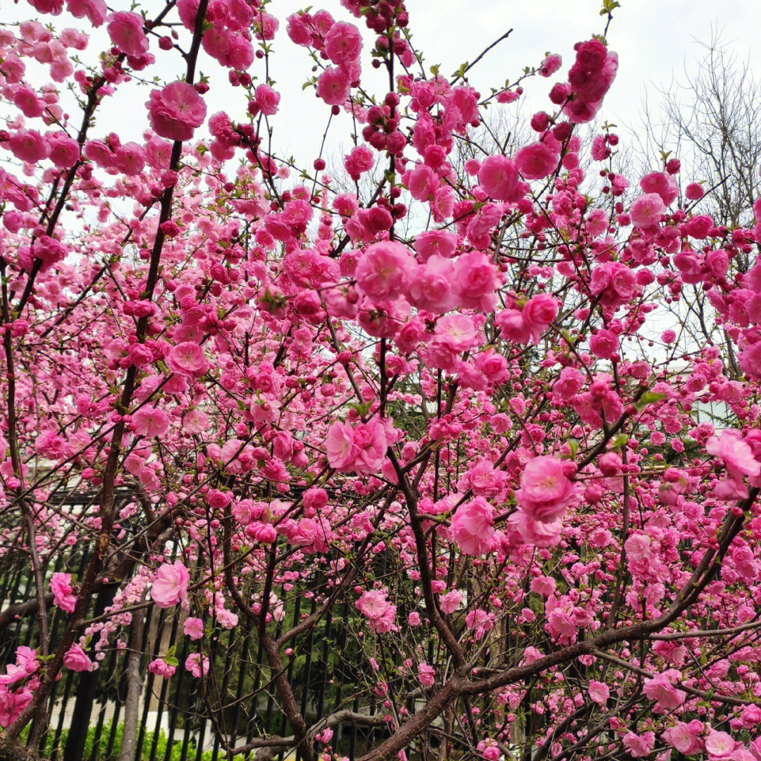 2朵红艳桃花图片