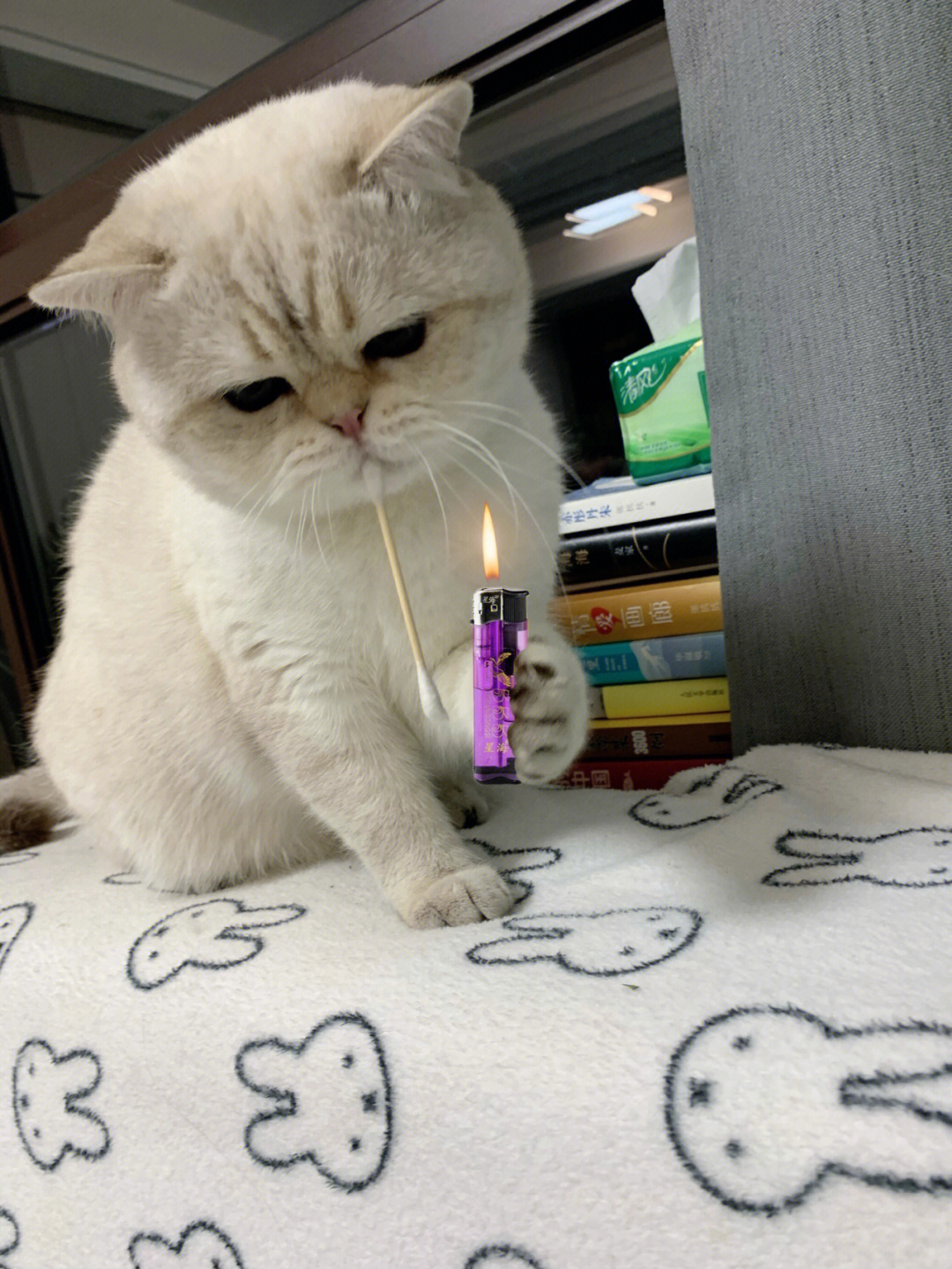 贝塔日常谁家的小猫咪爱玩棉签呀