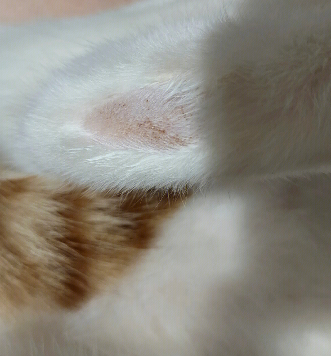 求助猫咪脚后跟皮肤有很多小黑点