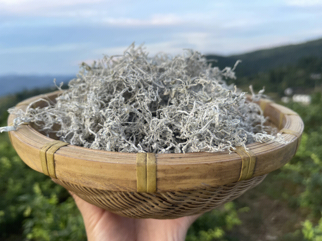 一,莓茶的历史:在湘西有个村叫长寿村,村名来历是因为长寿村的老人