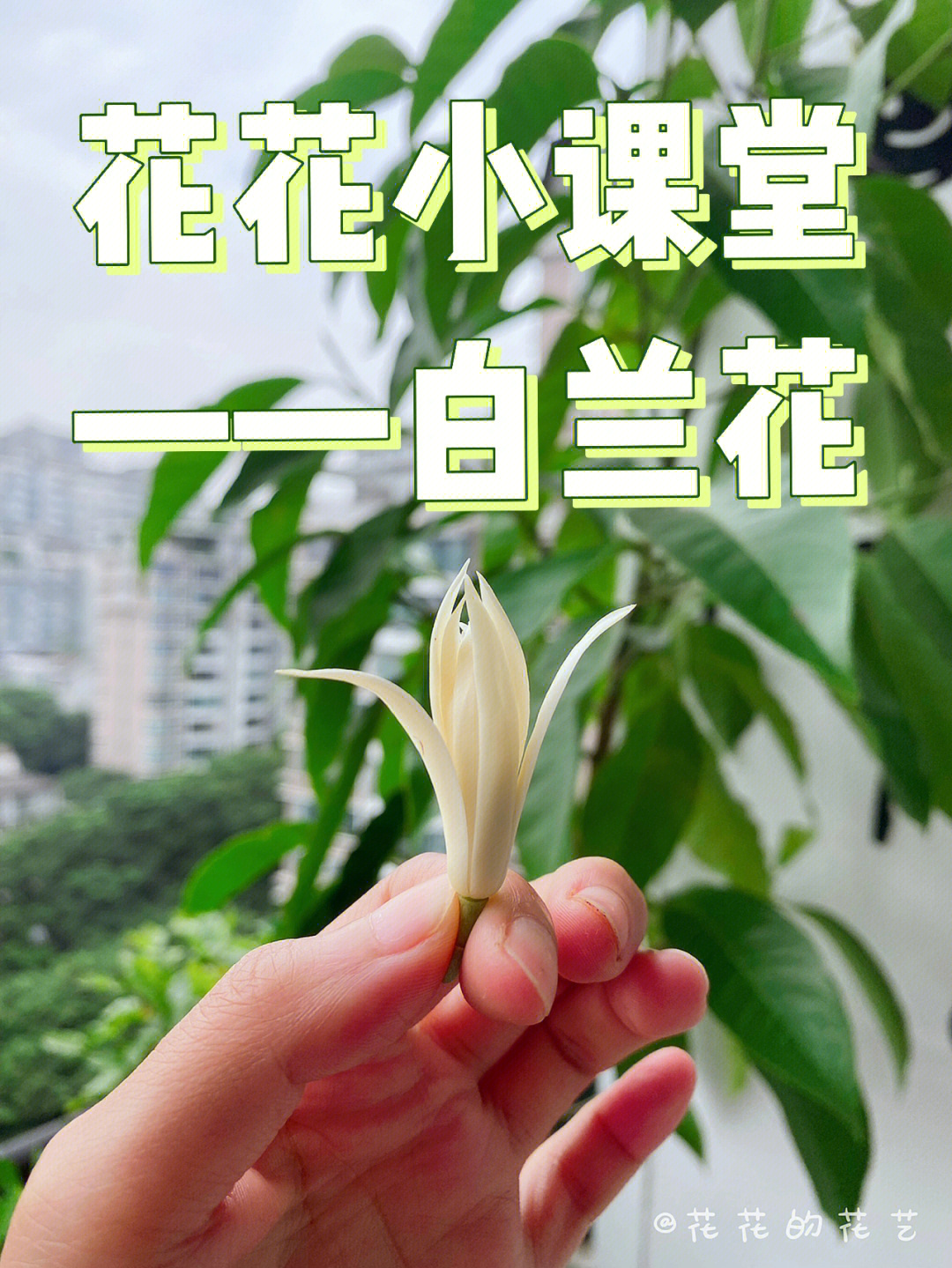 白兰花老奶奶图片