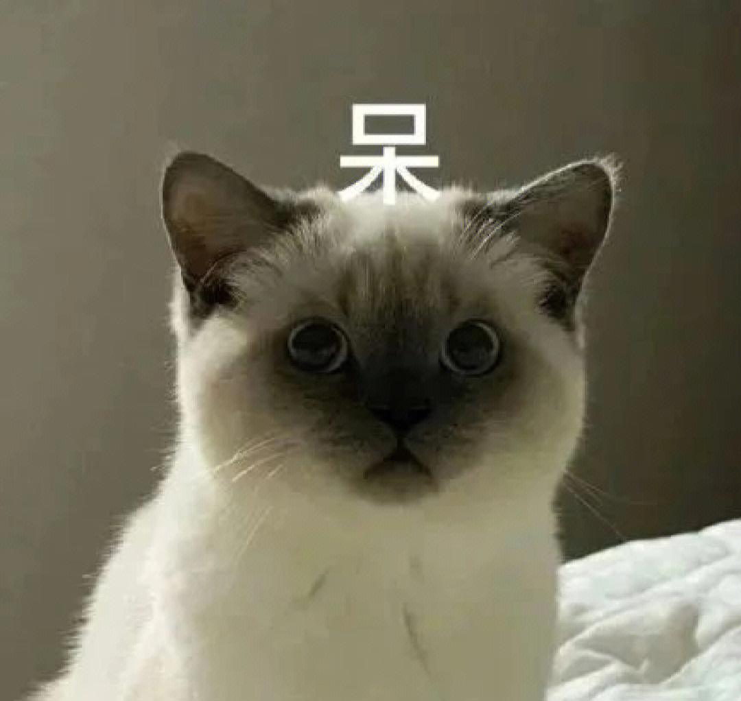 猫咪赌气表情包图片