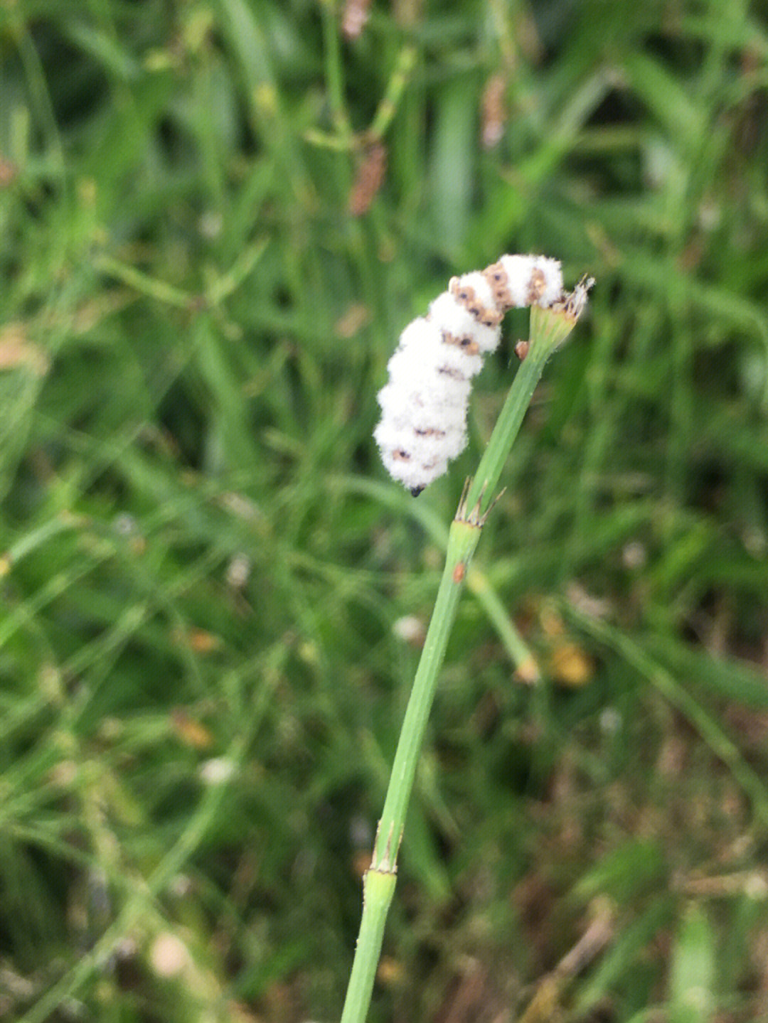 节节草正确治痔疮方案图片