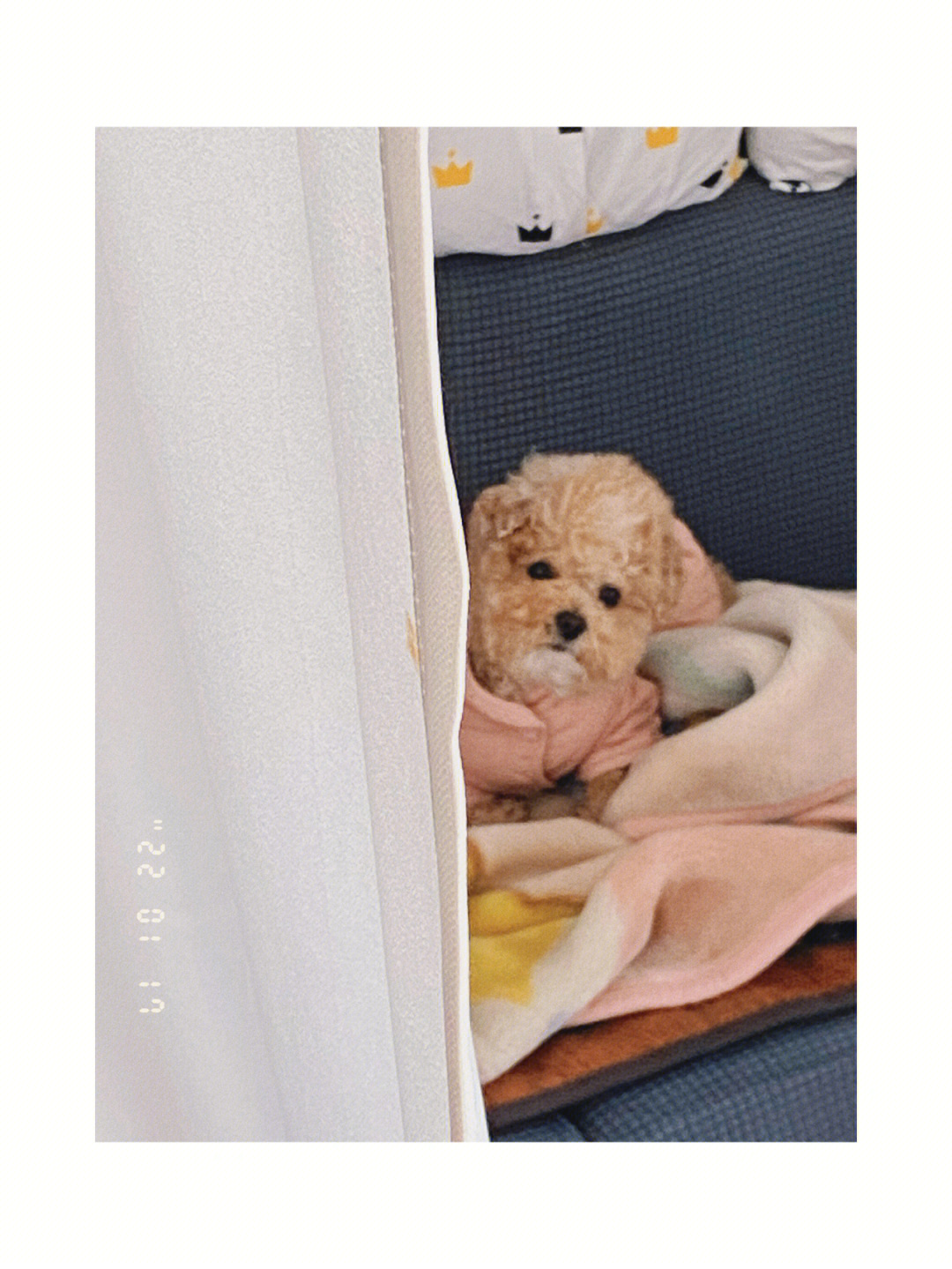 小狗毛巾折叠方法图片