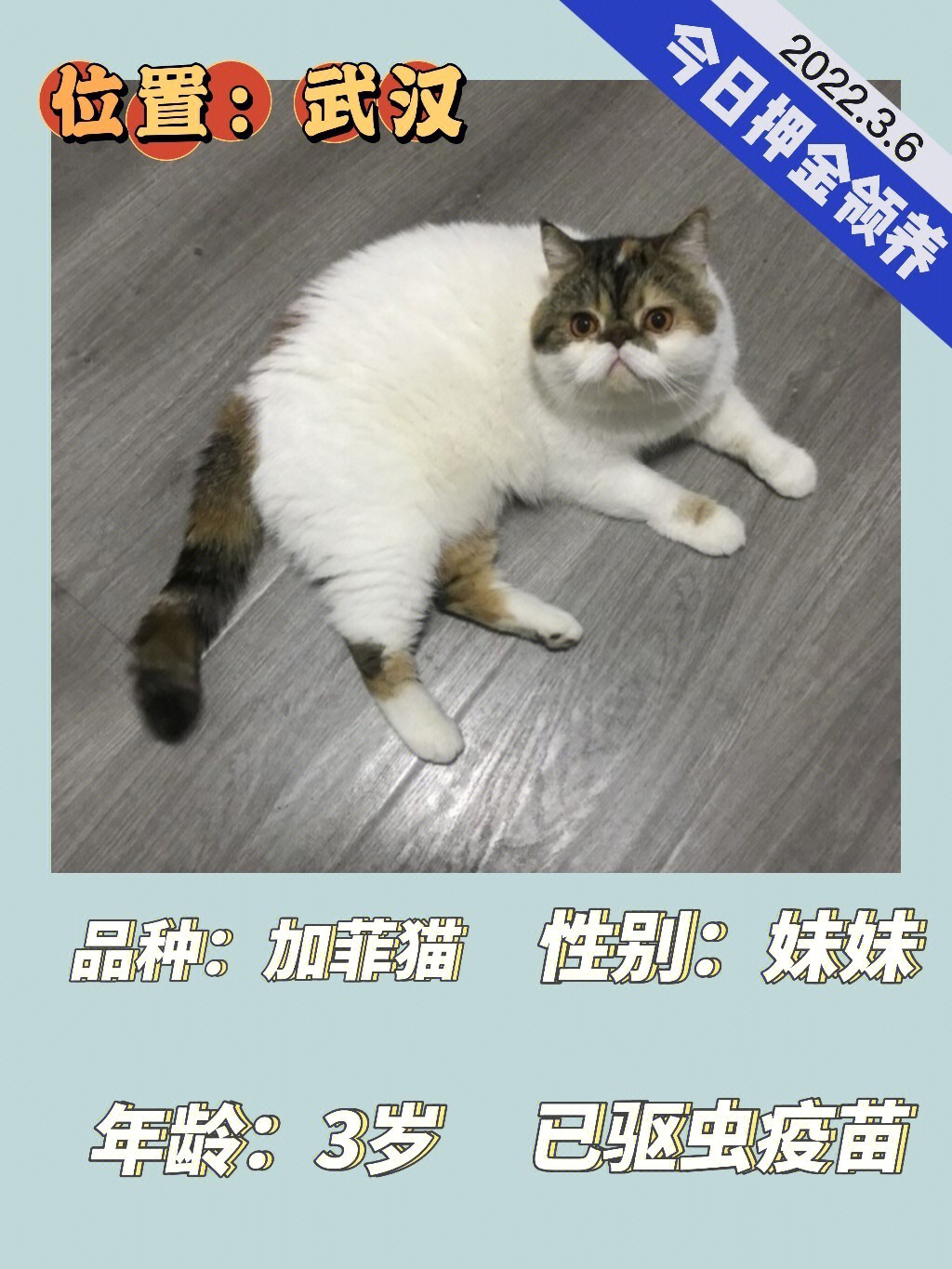 加菲猫领养