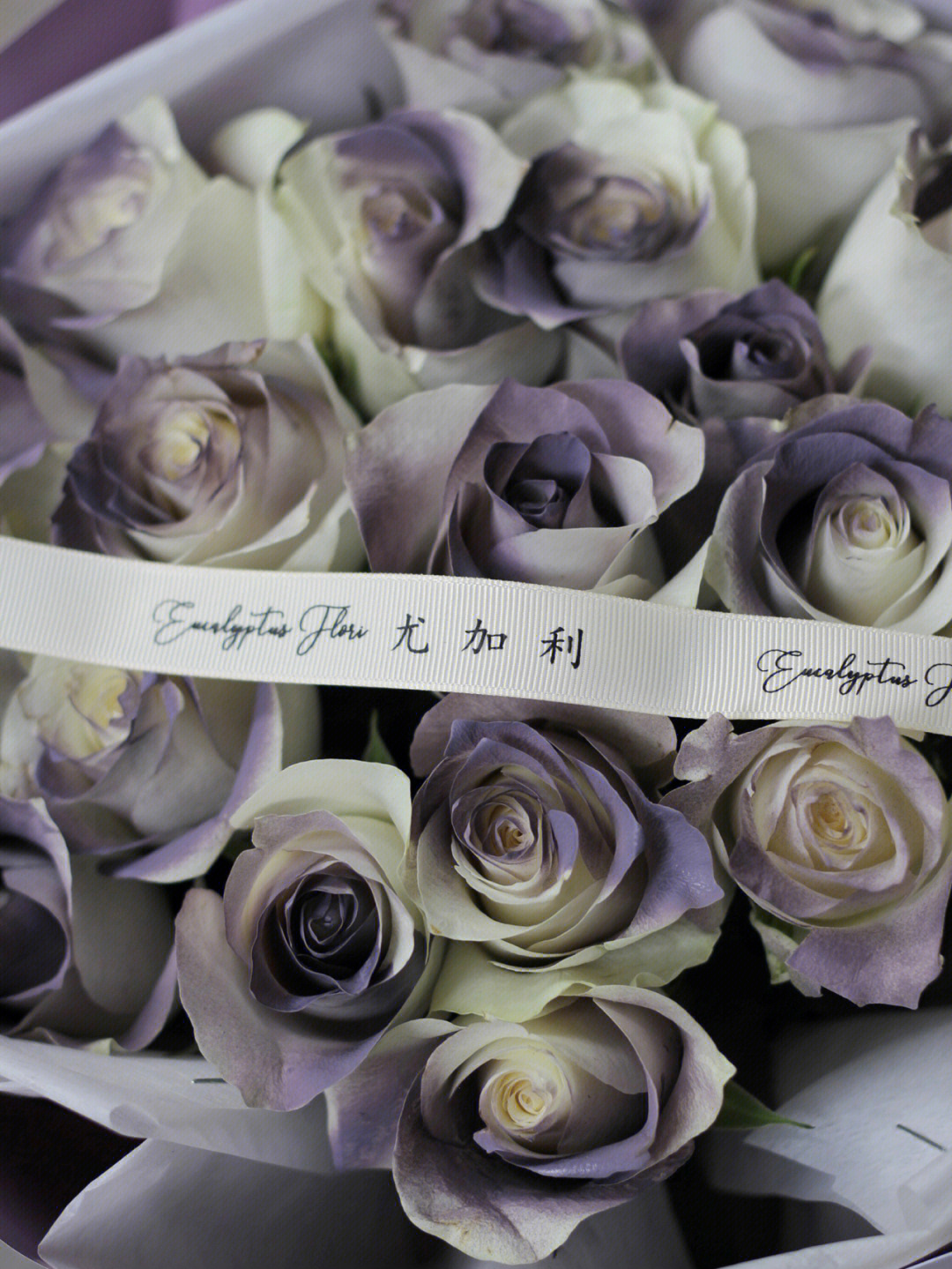 卡普里灰紫玫瑰的花语图片