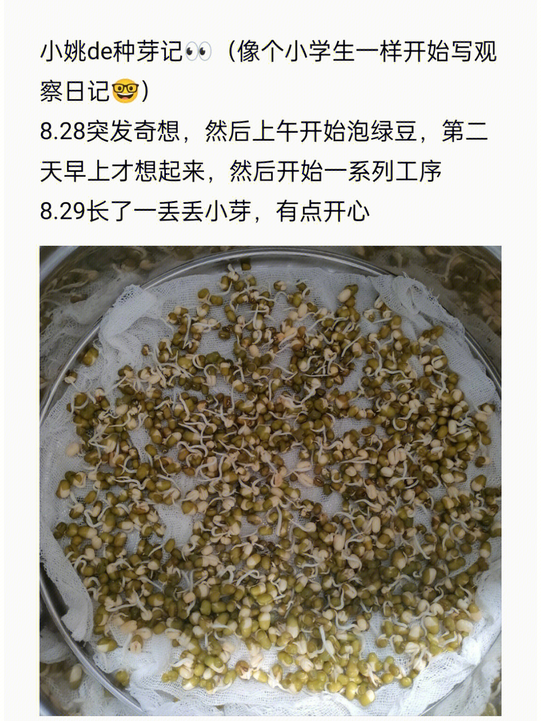 泡发黄豆芽的过程图片图片