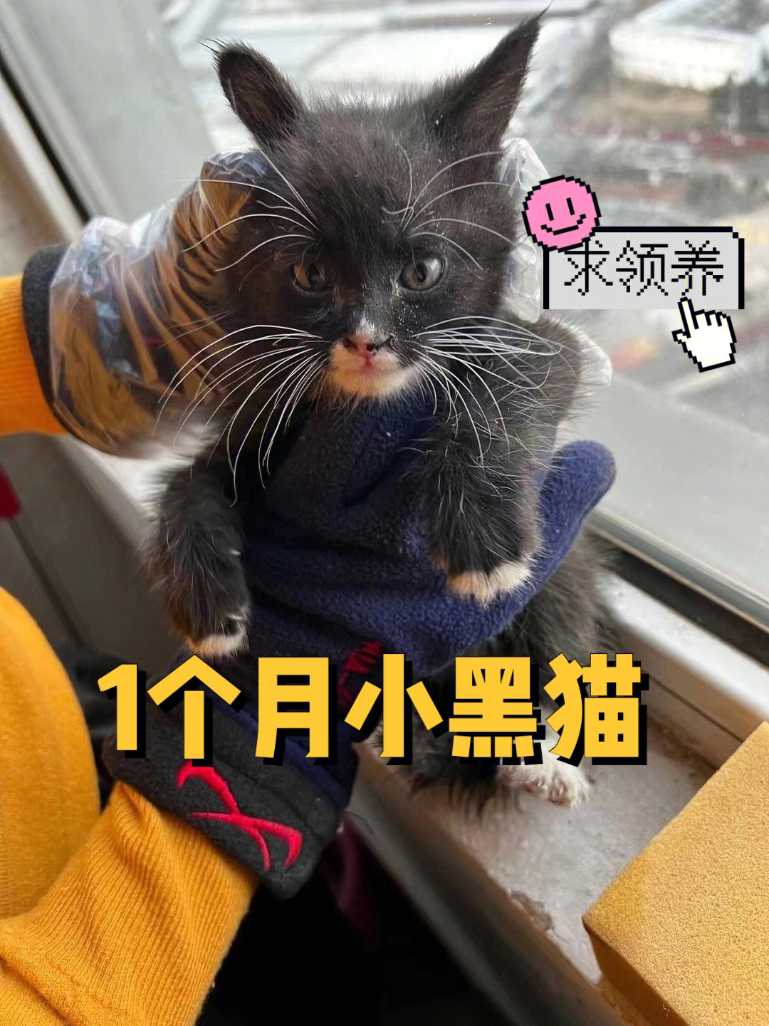 北京领养车轱辘上解救的1个月奶牛猫特急