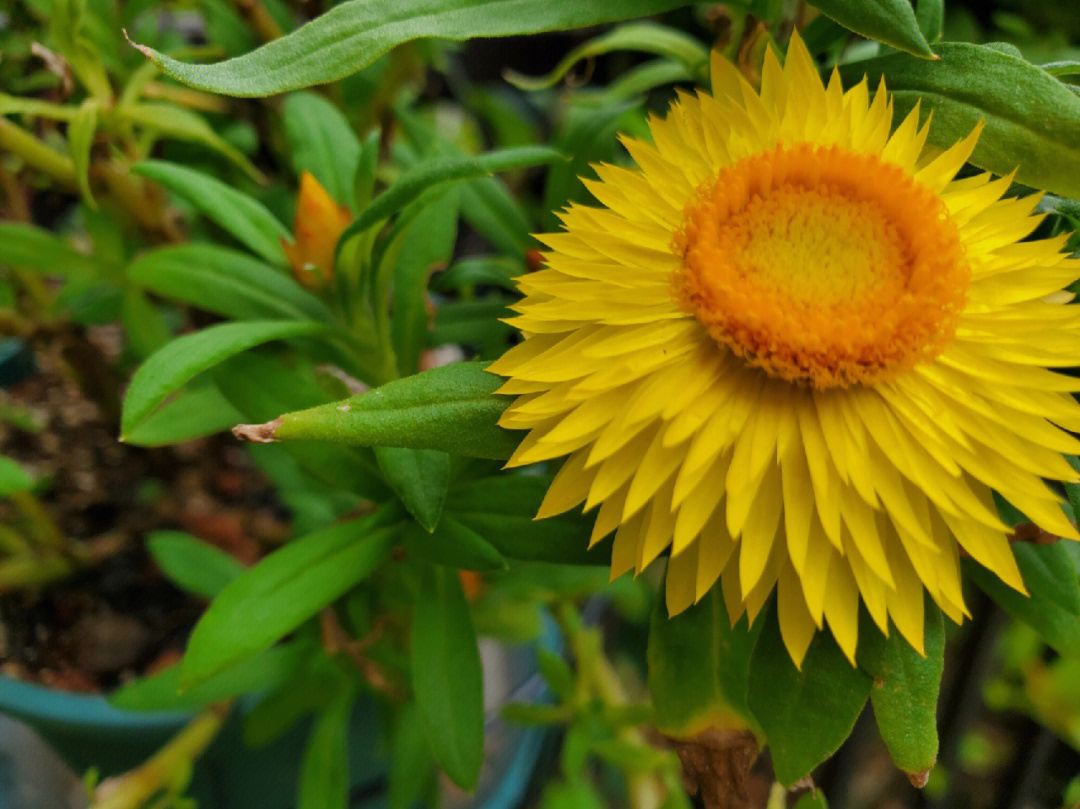 麦秆菊发芽图片图片