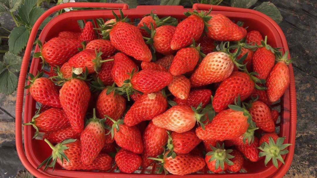 草莓品种介绍之章姬