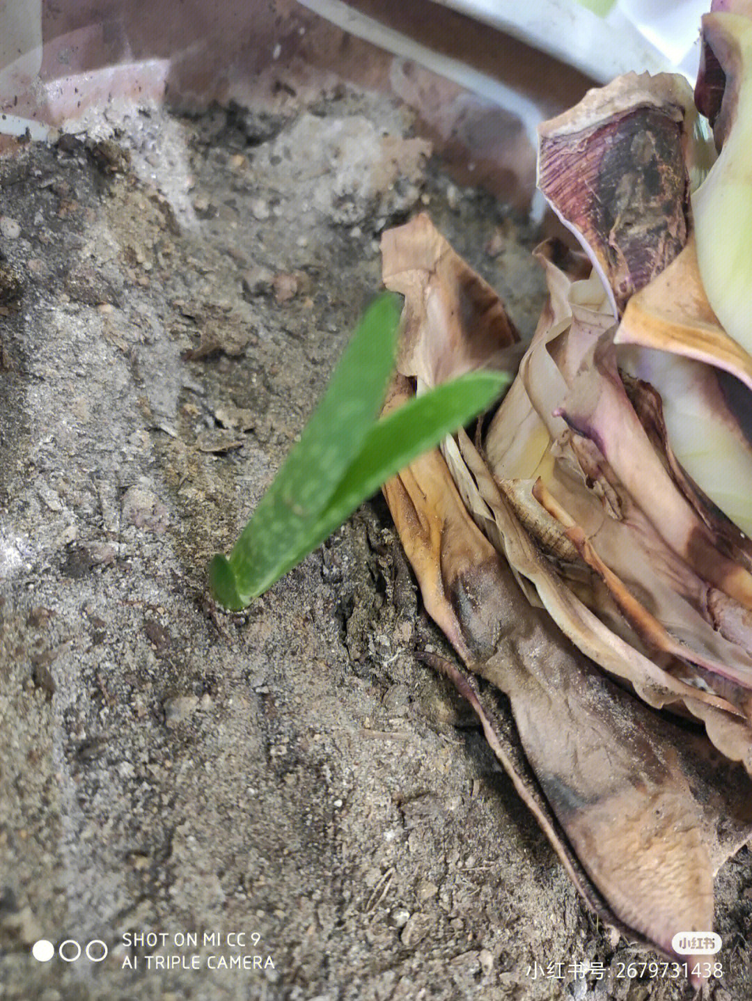 一个多月前它还是孤零零的一株芦荟芽,现在好了,有了这么多兄弟姐妹呢