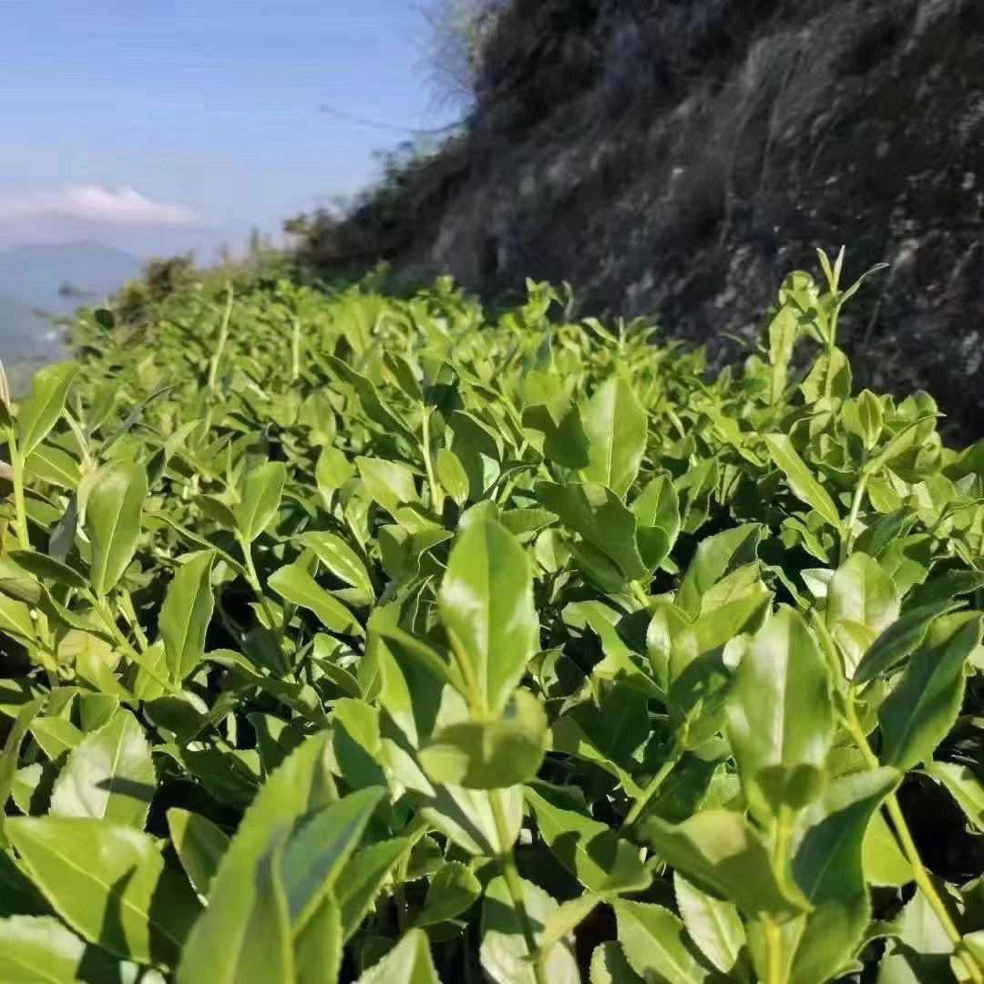 铁观音茶树图片红心图片