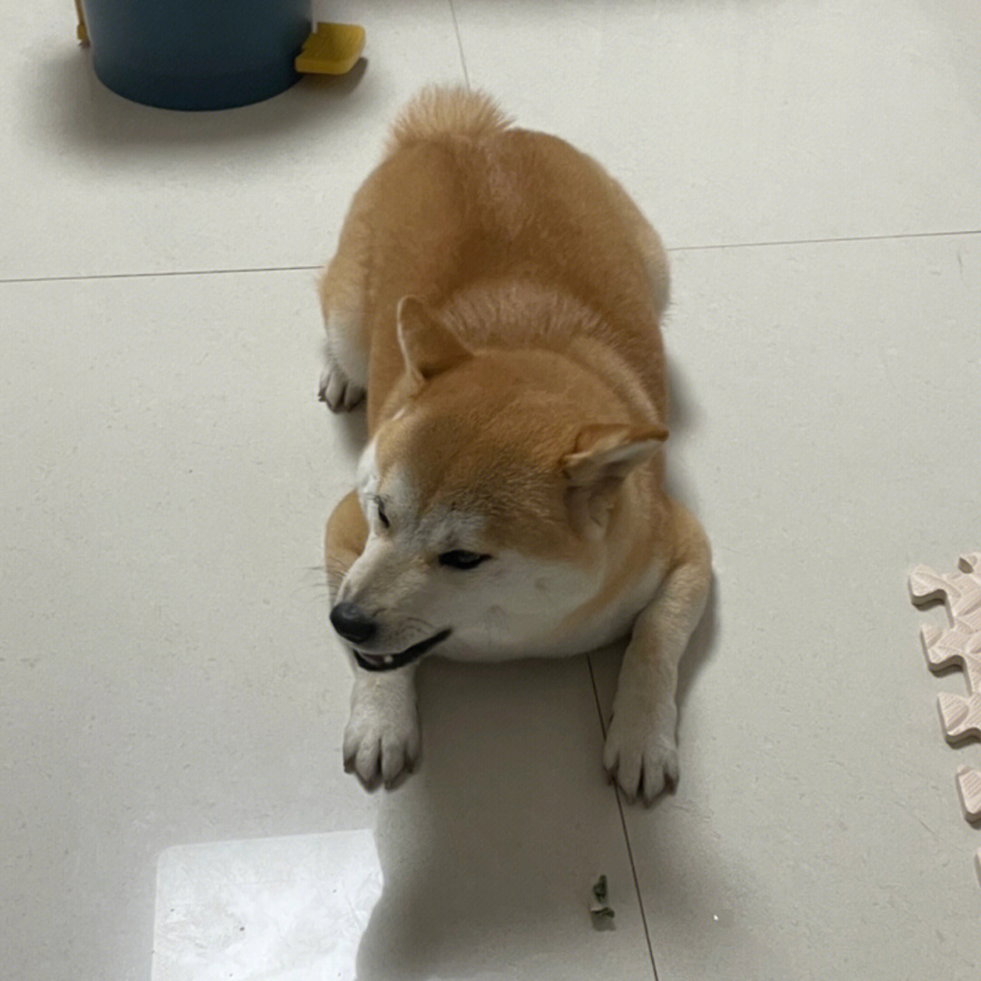 青蛙趴#柴犬#我的萌宠