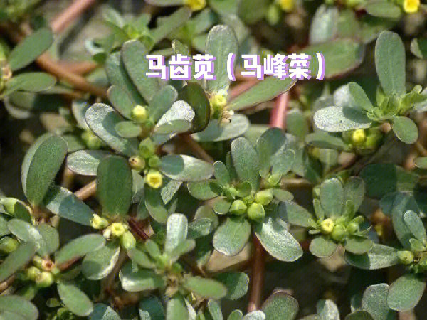 野生植物科普野外求生可以饱腹的植物图片