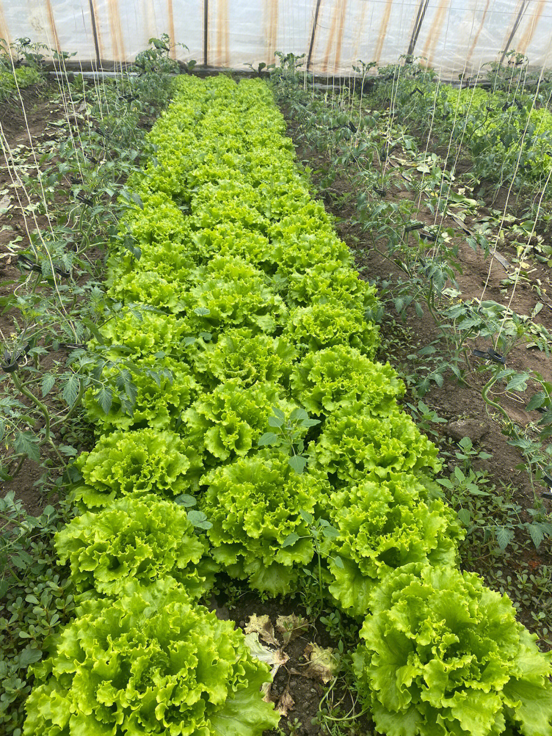 刚从地里摘的生菜太新鲜了就像朵玫瑰花