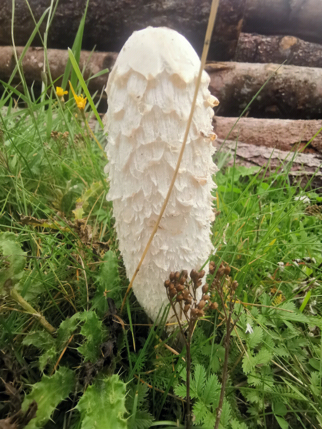 辨别可食用的蘑菇1