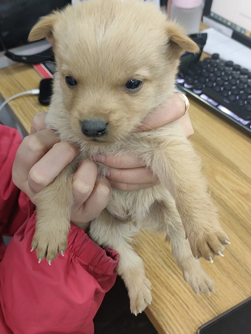 中华田园犬