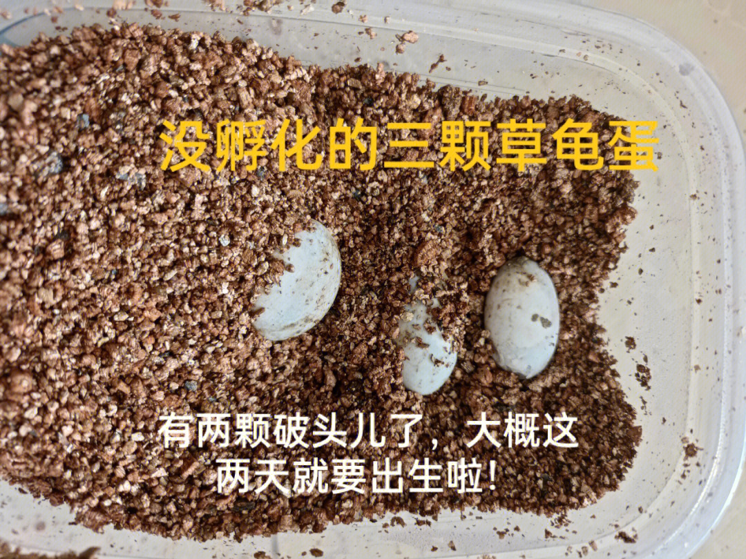 乌龟蛋孵化过程图图片