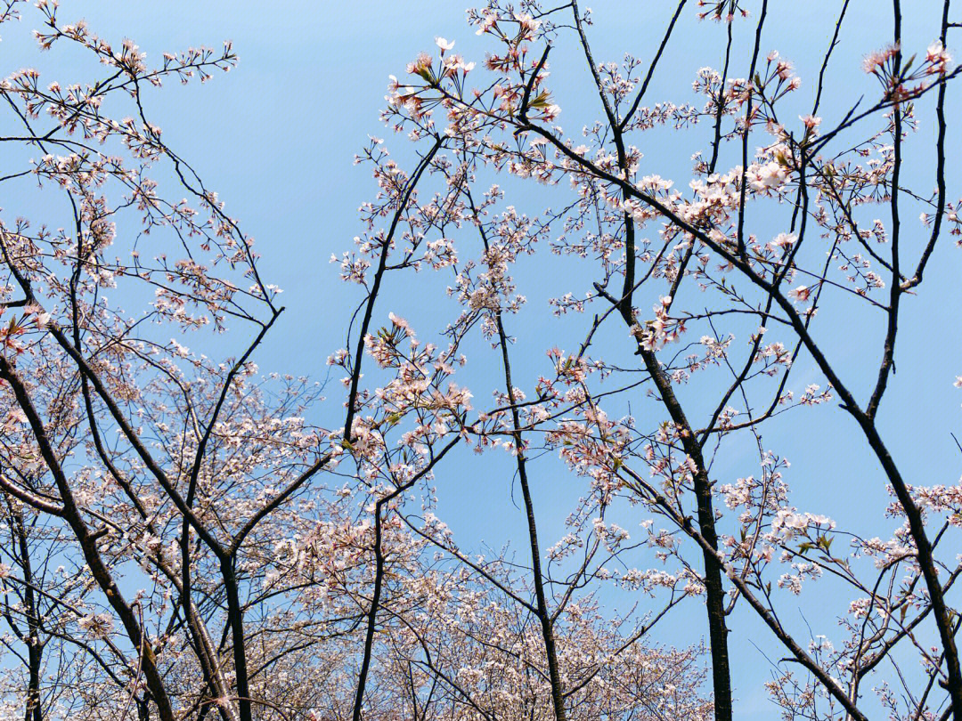 河西望月公园樱花图片