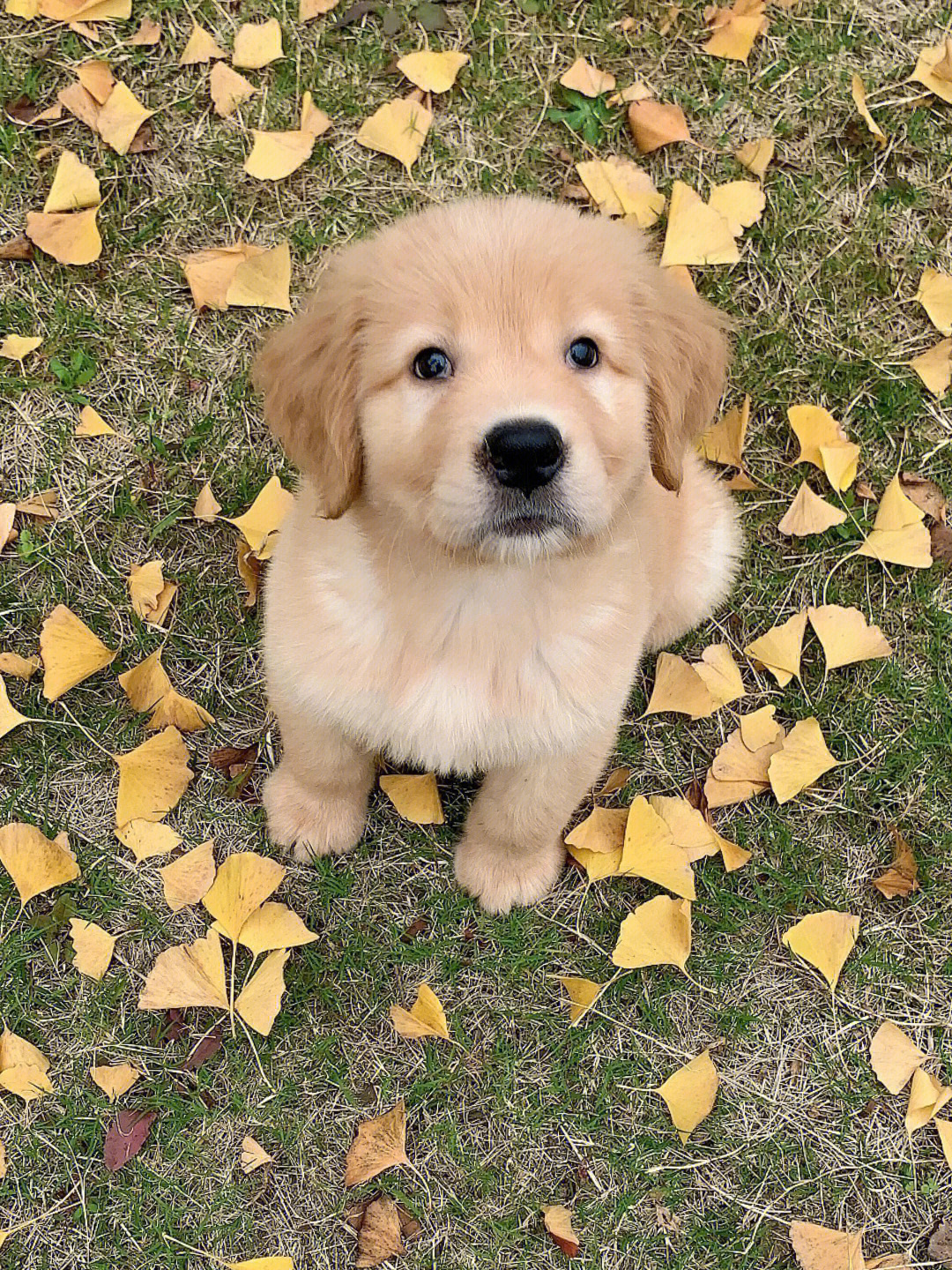 金毛幼犬有喜欢的吗