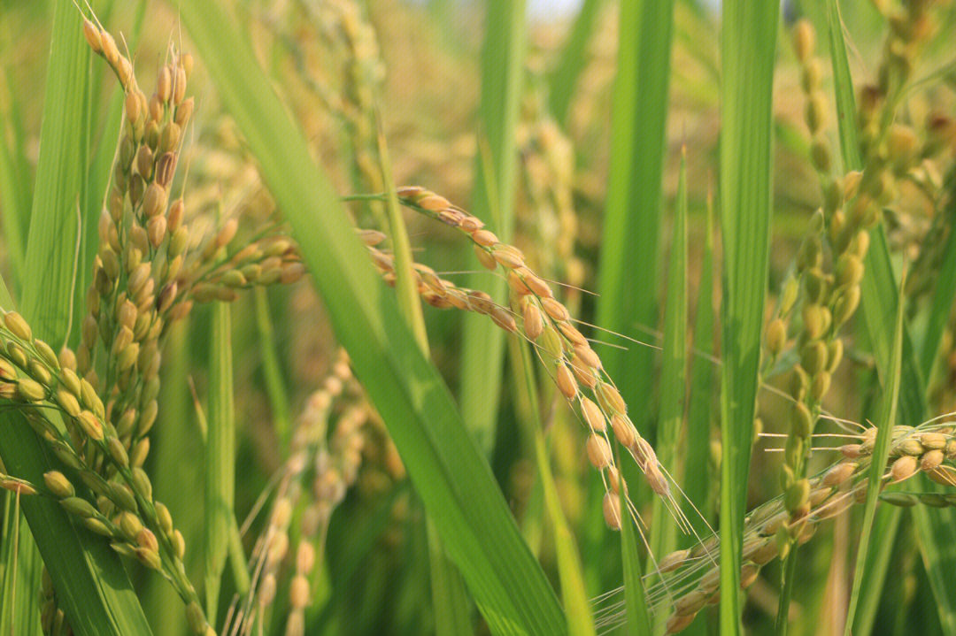 北作201水稻品种图片