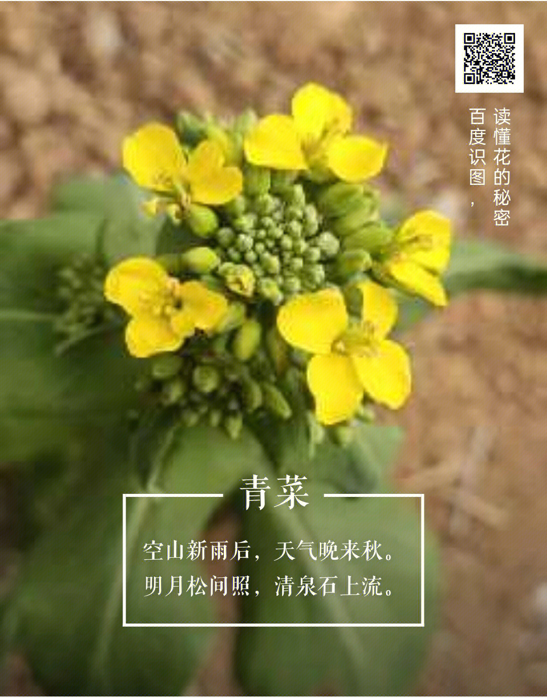 小小白菜花