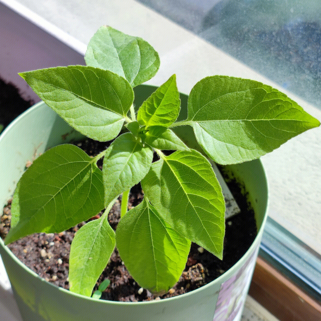 矮生向日葵情人节种植图片