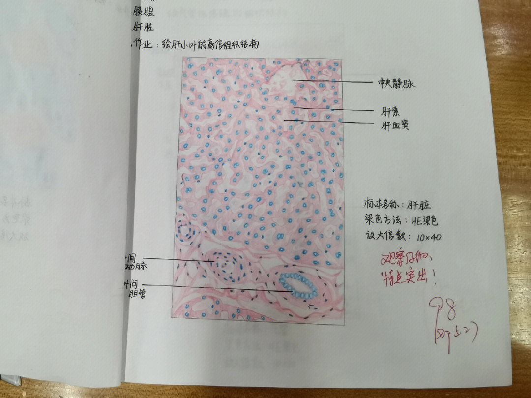 睾丸组胚红蓝铅笔图图片