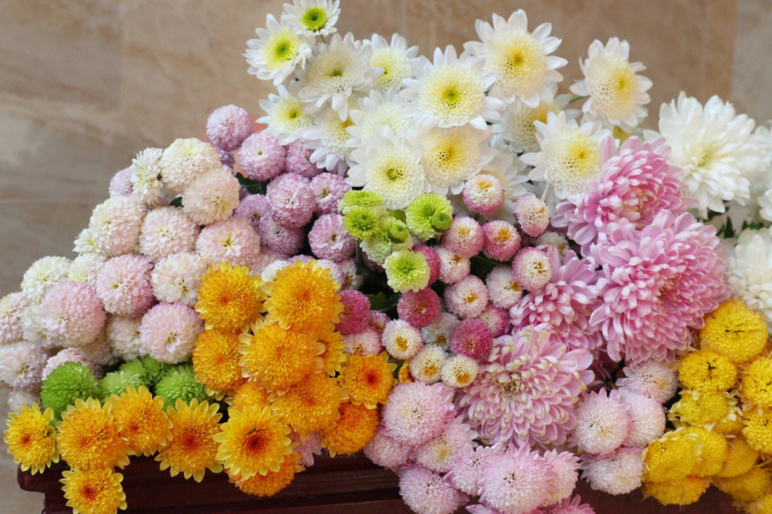 菊花鲜切花品种图片