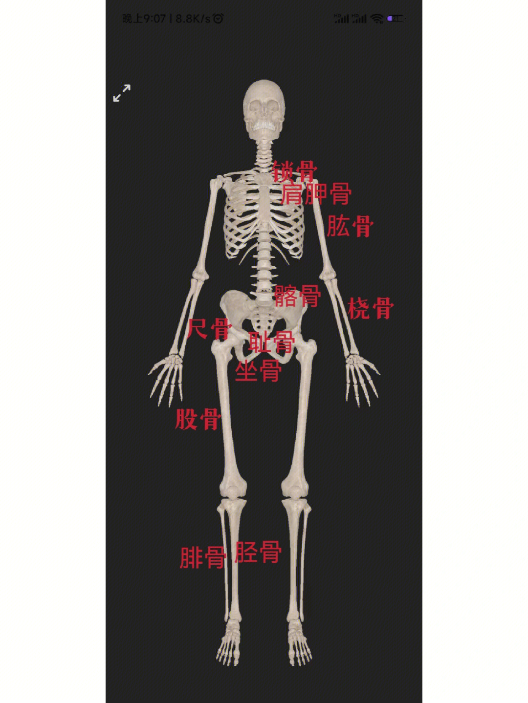 人体骨架模型及名称图片