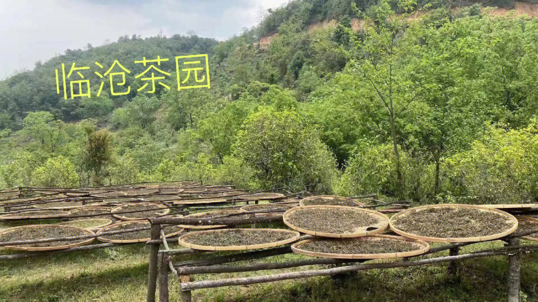 减肥期间能喝普洱熟茶_减肥能喝普洱熟茶_普洱茶熟茶能减肥吗