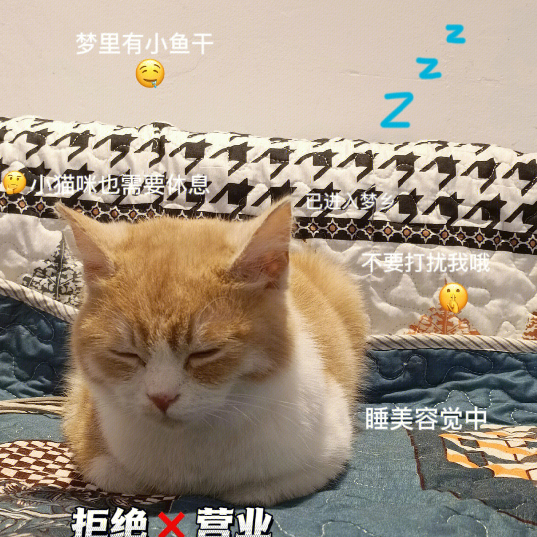 是可爱猫猫呀