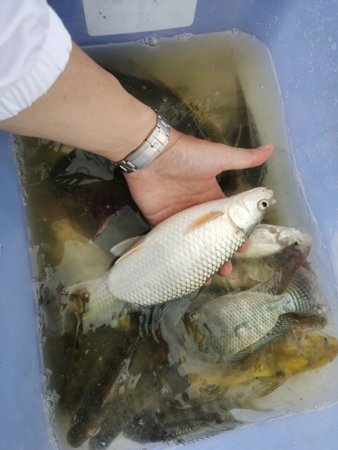 今日最佳一斤麦鲮