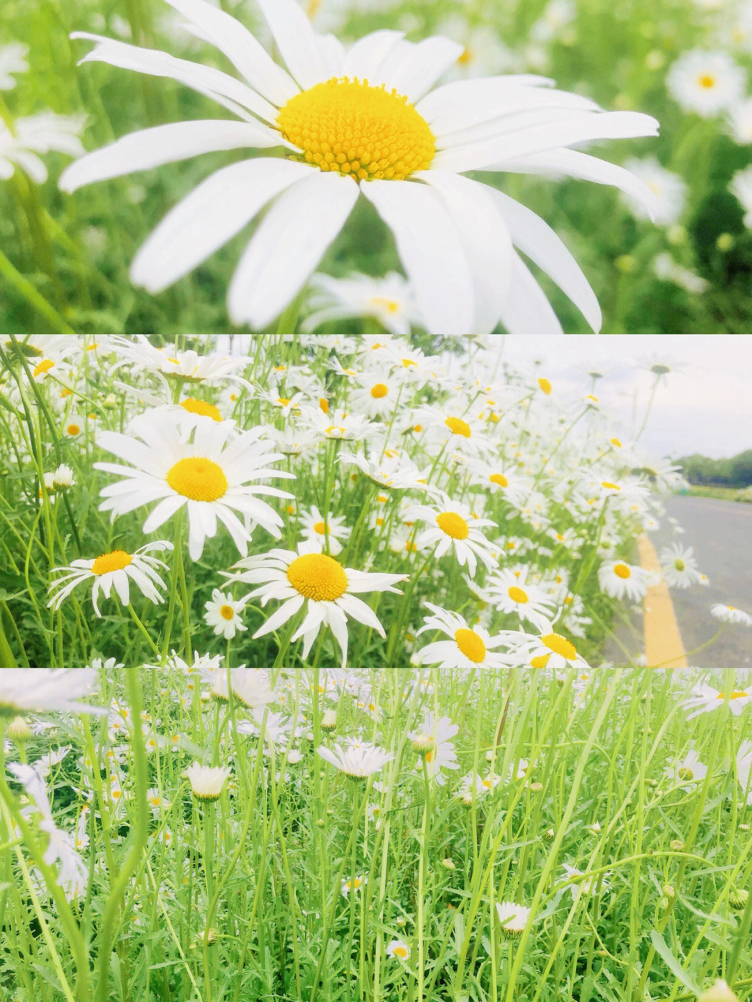 小雏菊