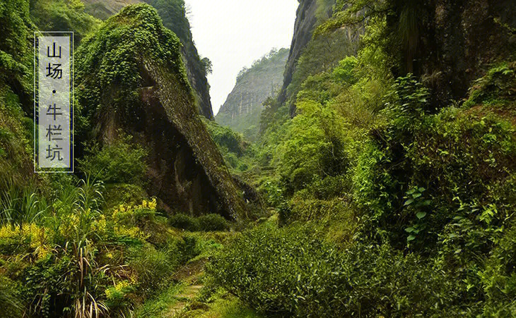 武夷岩茶三坑两涧牛栏坑