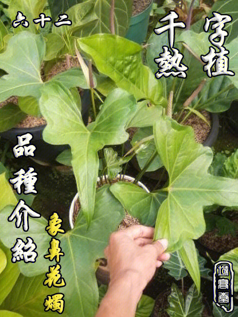 象鼻树盆栽图片