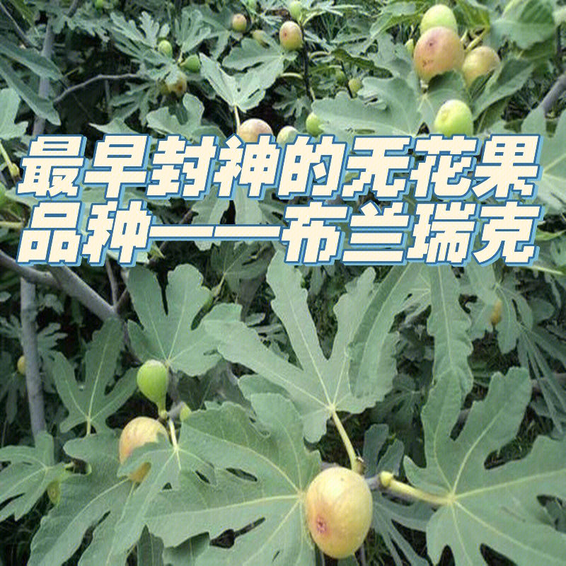 布兰瑞克无花果特点图片