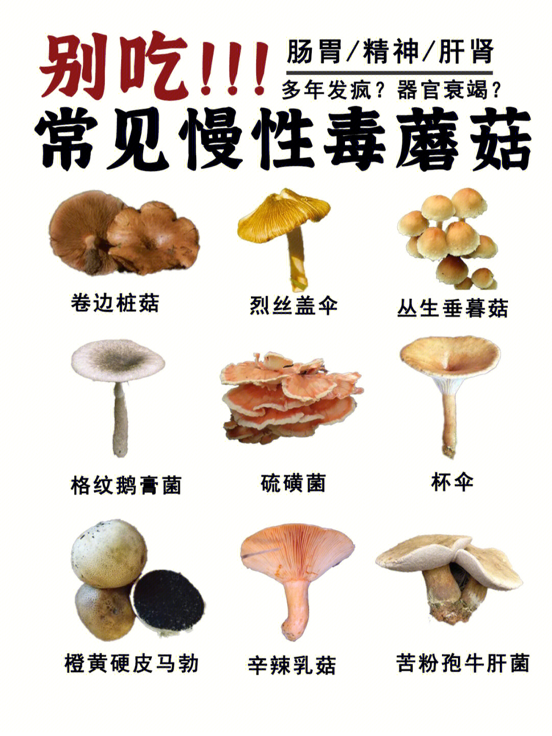 毒蘑菇图片名字图片
