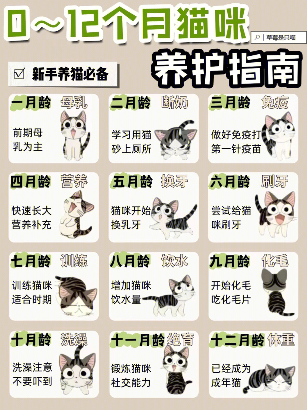 小猫的月龄变化图图片