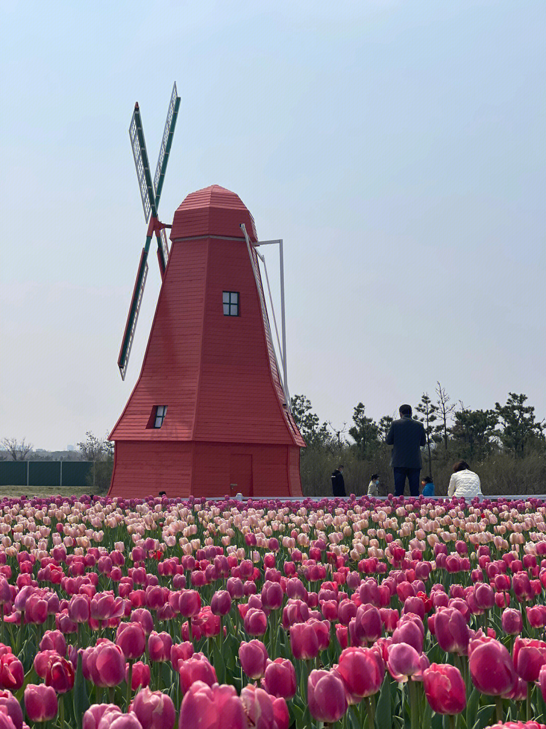 开发区郁金香广场图片